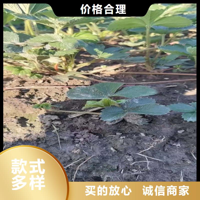 草莓苗黄桃苗源头厂家量大价优