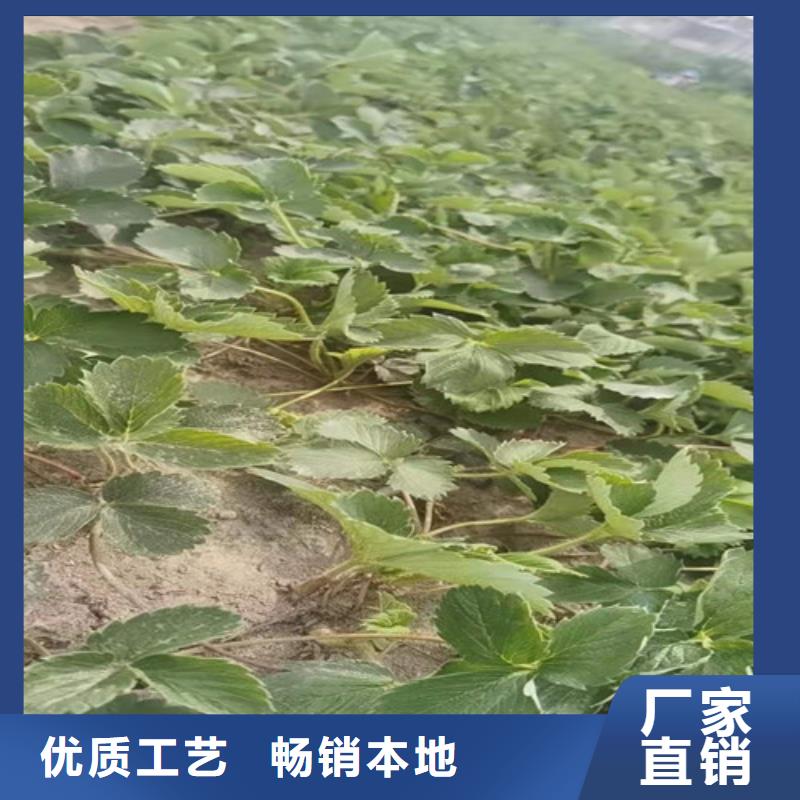 草莓苗棠梨苗品质保障价格合理