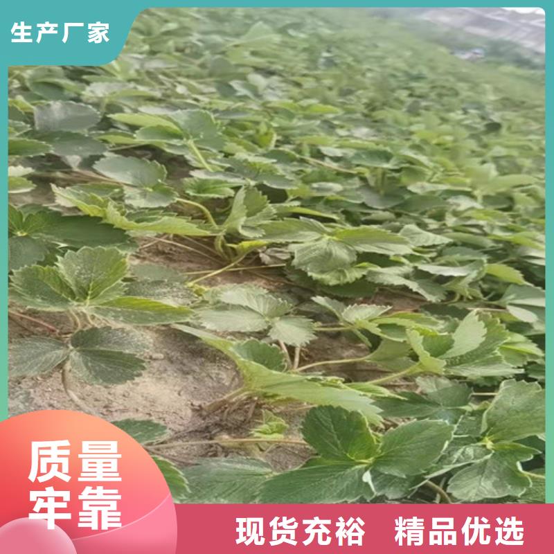 梨树苗视频-梨树苗|西宁市|湟中|湟源|海北|海东|黄南|玉树