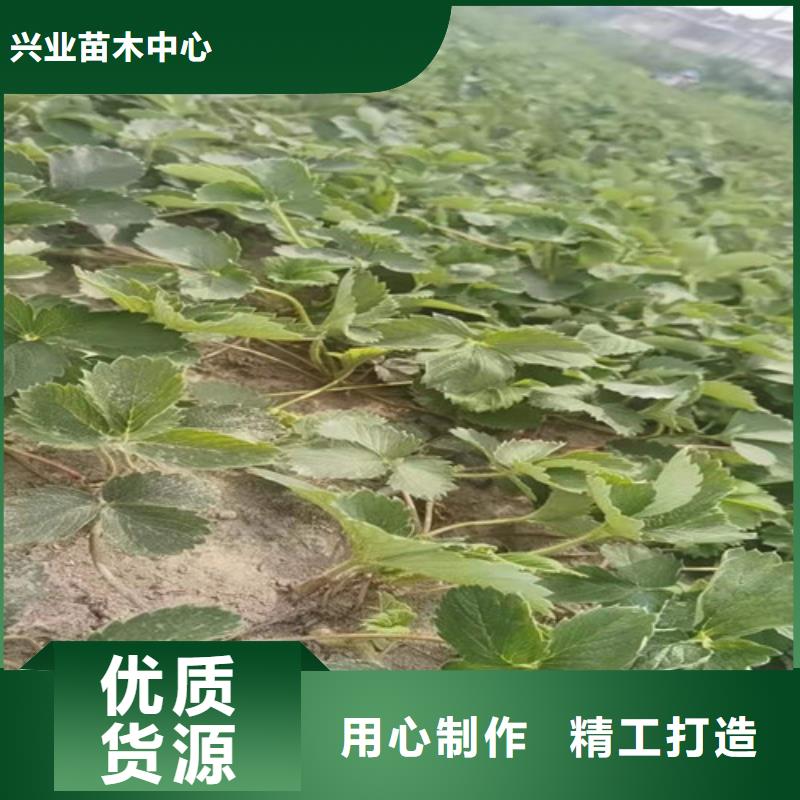 草莓苗-苹果苗粘木实体厂家