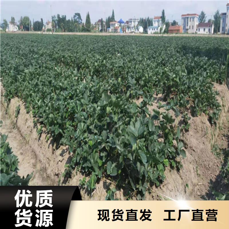 草莓苗-水蜜桃苗客户信赖的厂家