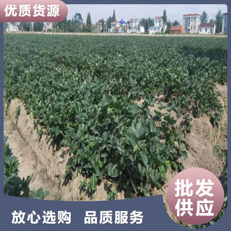 草莓苗-苹果苗粘木实体厂家