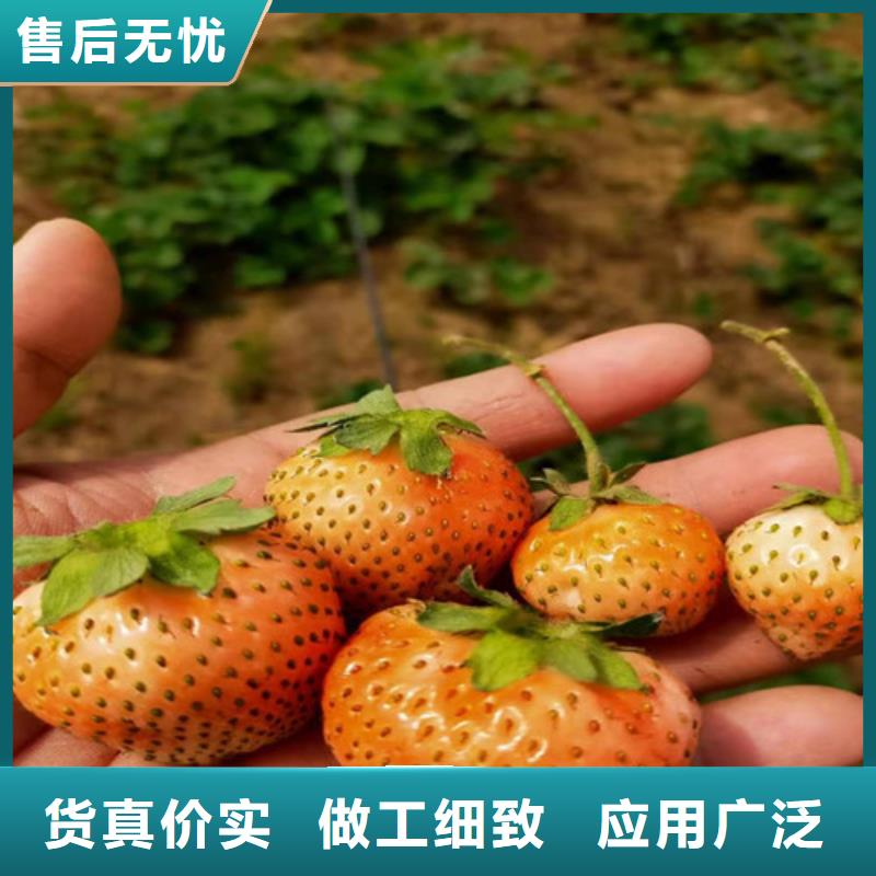 梨树苗视频-梨树苗|北京市|石景山|海淀|延庆|西城