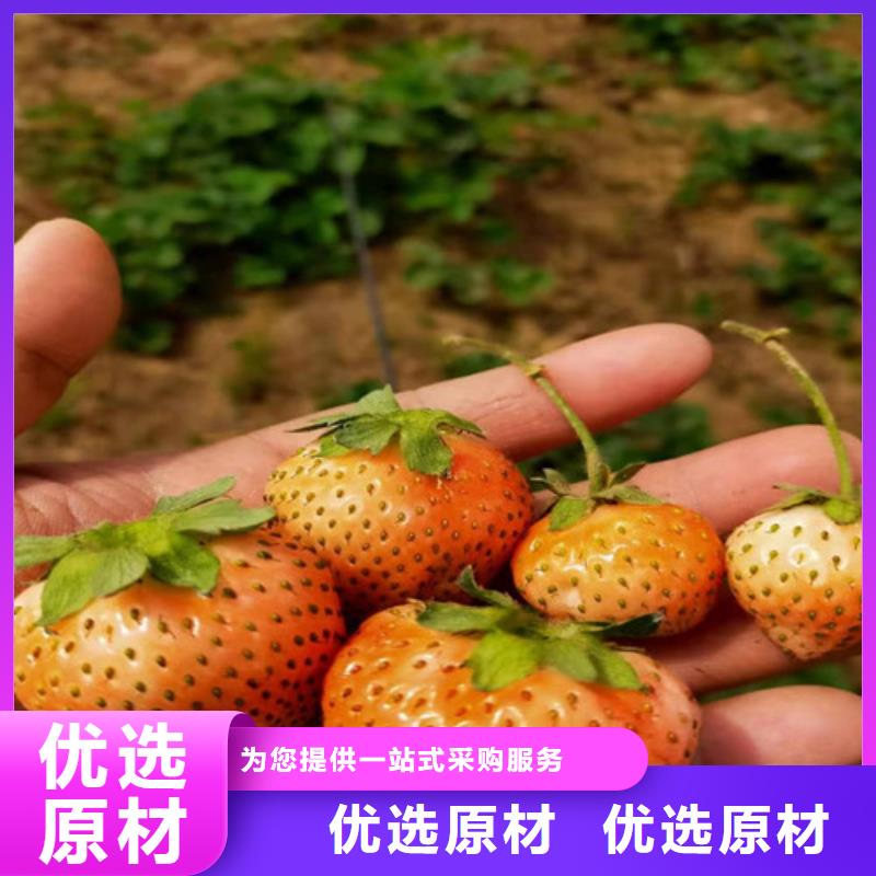 梨树苗视频-陕西省铜川市|王益|宜君|汉中|宝鸡|商洛|榆林|咸阳|延安梨树苗-兴业