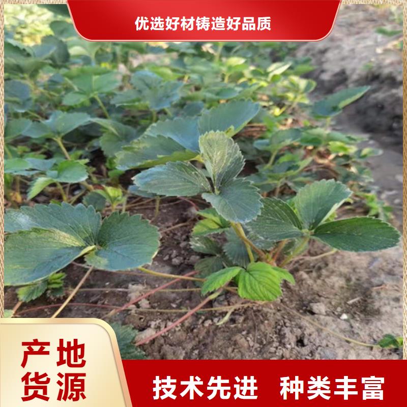 草莓苗葡萄苗诚信经营