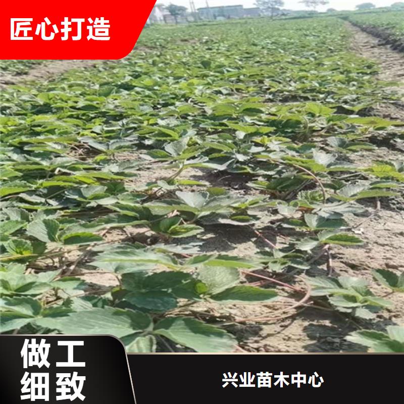 草莓苗棠梨苗品质保障价格合理