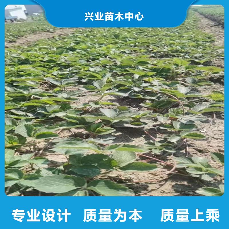 草莓苗黄桃苗源头厂家量大价优