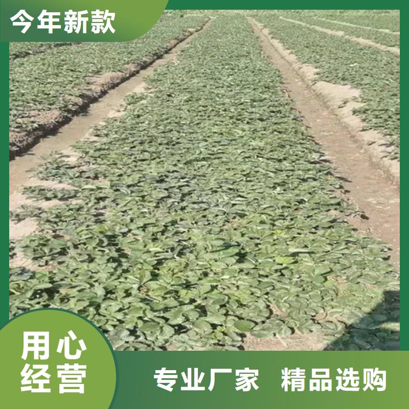 草莓苗梨树苗品质卓越