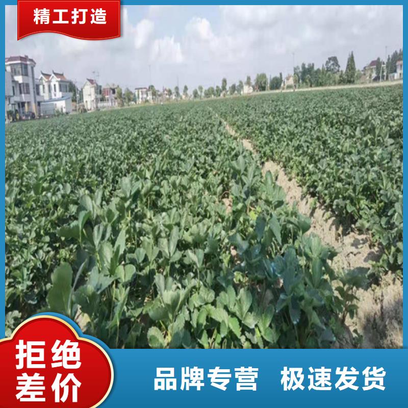 草莓苗-苹果苗粘木实体厂家