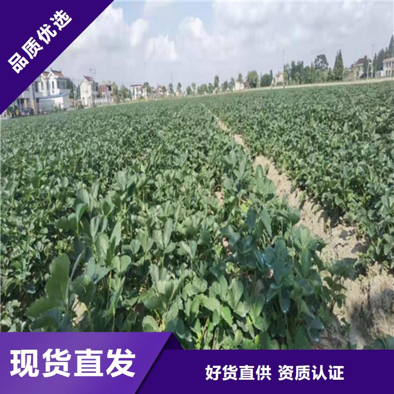 草莓苗,猕猴桃苗价格透明