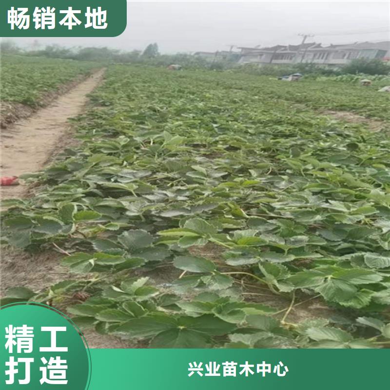 草莓苗-桃树苗主推产品