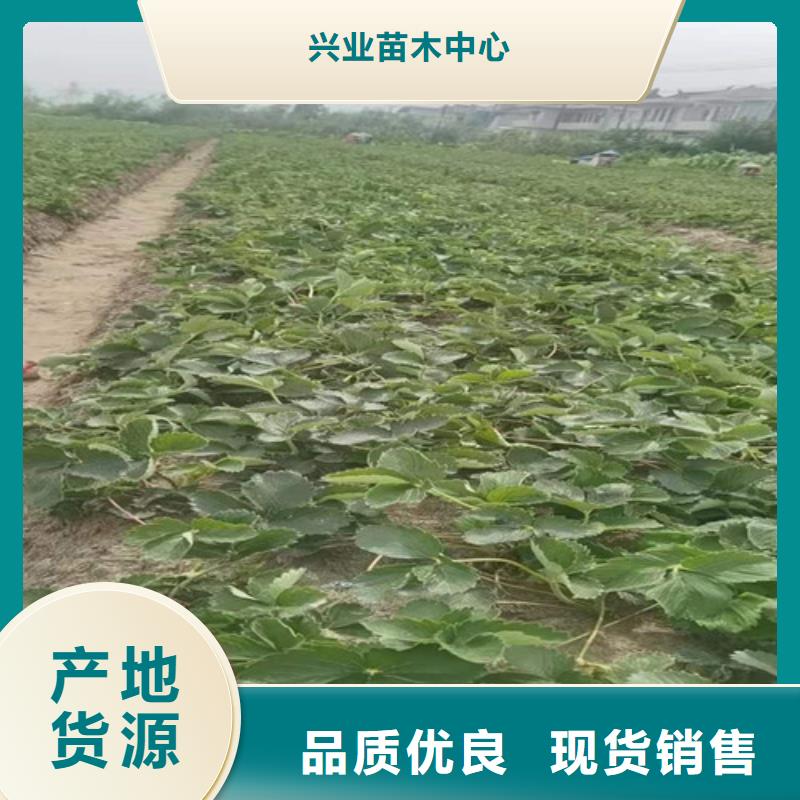 梨树苗视频-梨树苗|北京市|石景山|海淀|延庆|西城