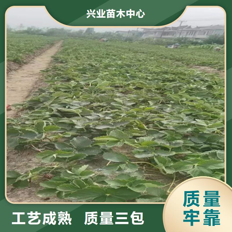草莓苗梨树苗品质卓越
