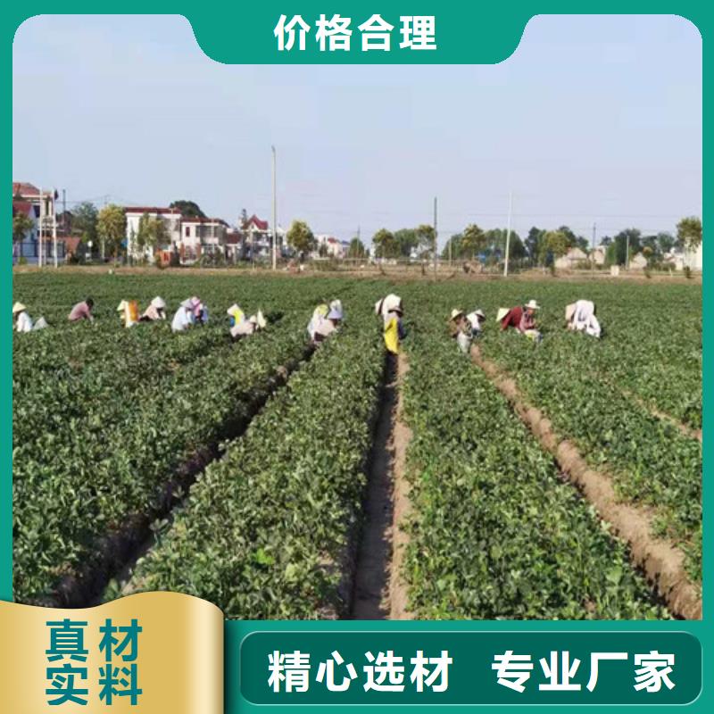 草莓苗梨树苗品质卓越