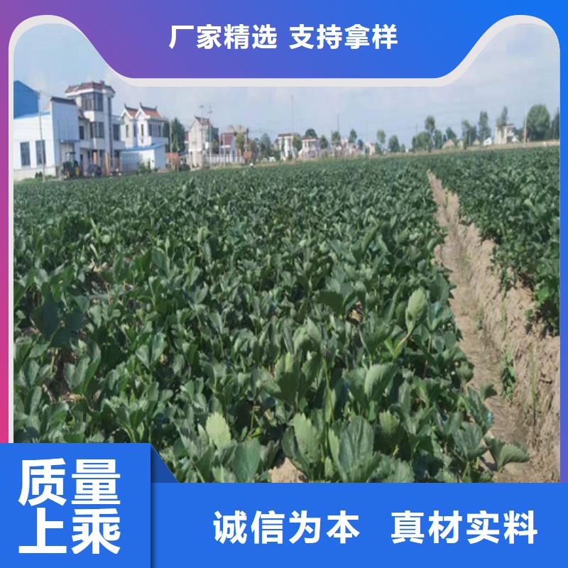 草莓苗棠梨苗品质保障价格合理