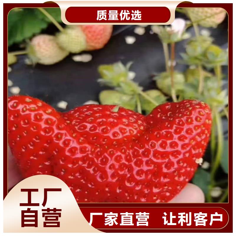 梨树苗视频-梨树苗|西宁市|湟中|湟源|海北|海东|黄南|玉树