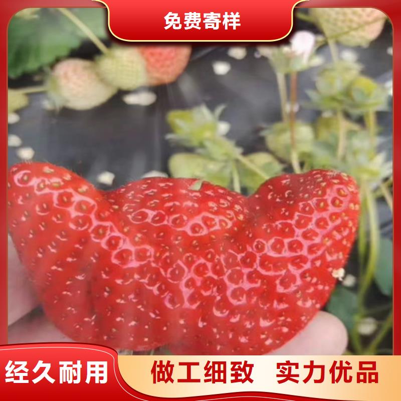 草莓苗-嘎啦苹果苗经久耐用