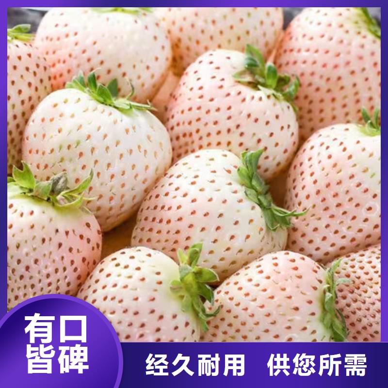 草莓苗-苹果苗粘木实体厂家