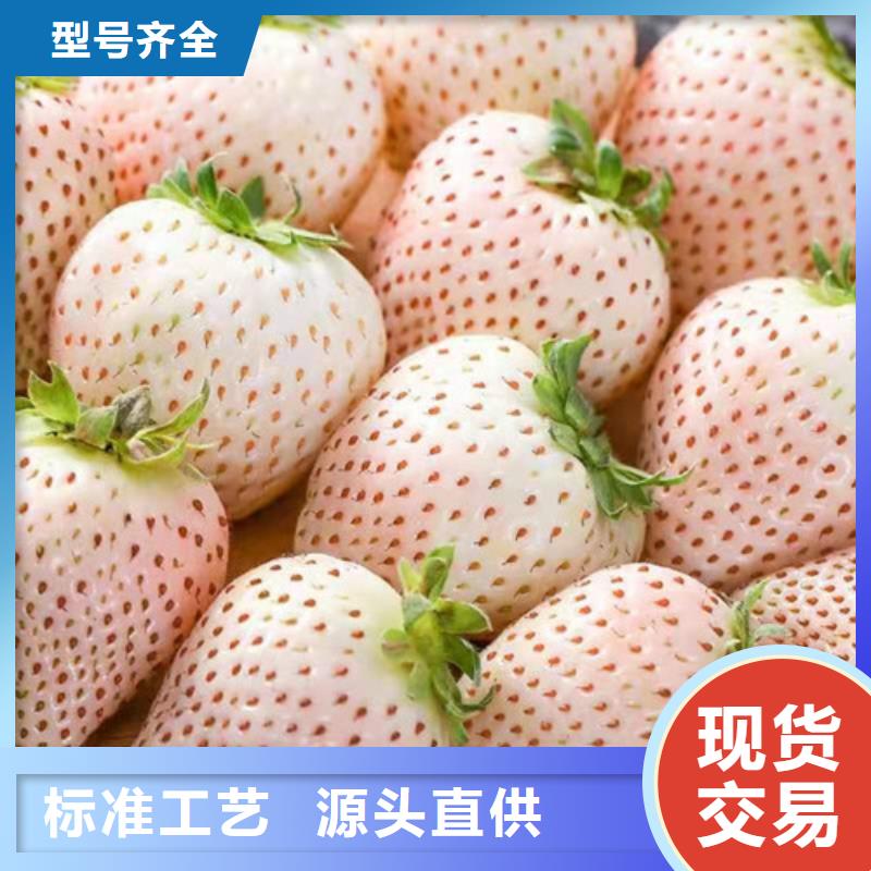 梨树苗视频-陕西省铜川市|王益|宜君|汉中|宝鸡|商洛|榆林|咸阳|延安梨树苗-兴业