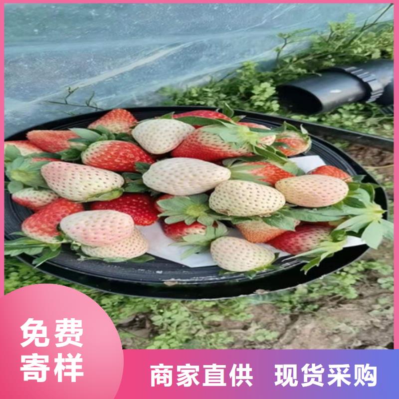梨树苗视频-梨树苗|西宁市|湟中|湟源|海北|海东|黄南|玉树