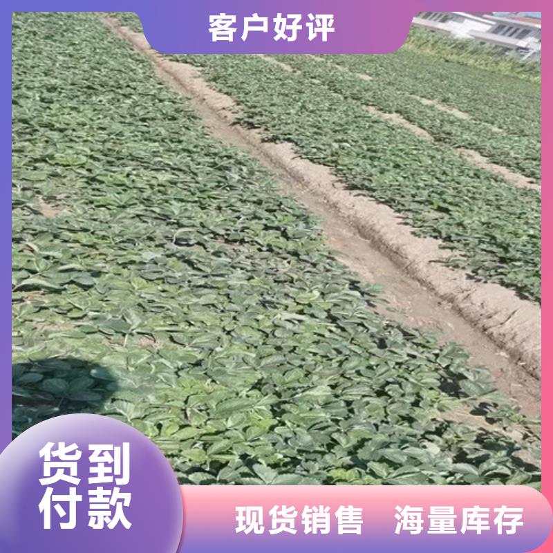 梨树苗视频-陕西省铜川市|王益|宜君|汉中|宝鸡|商洛|榆林|咸阳|延安梨树苗-兴业