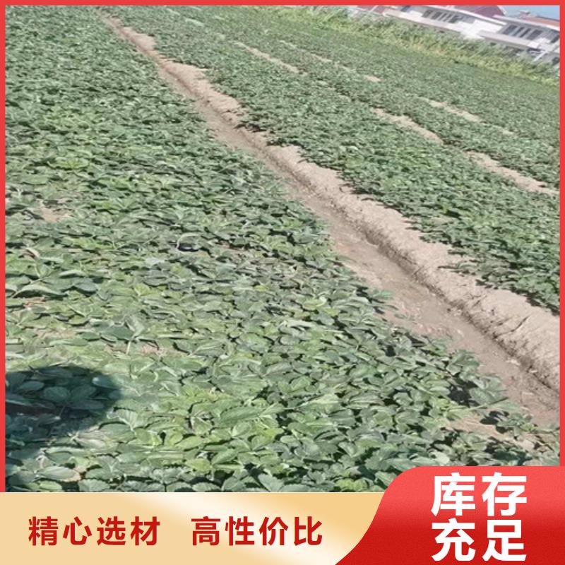 草莓苗樱桃苗每一处都是匠心制作