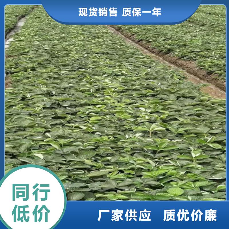 梨树苗视频-梨树苗|西宁市|湟中|湟源|海北|海东|黄南|玉树