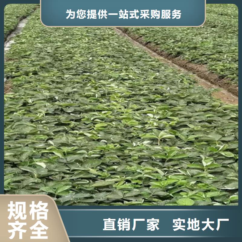 草莓苗,猕猴桃苗价格透明