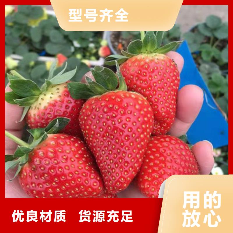 草莓苗棠梨苗品质保障价格合理