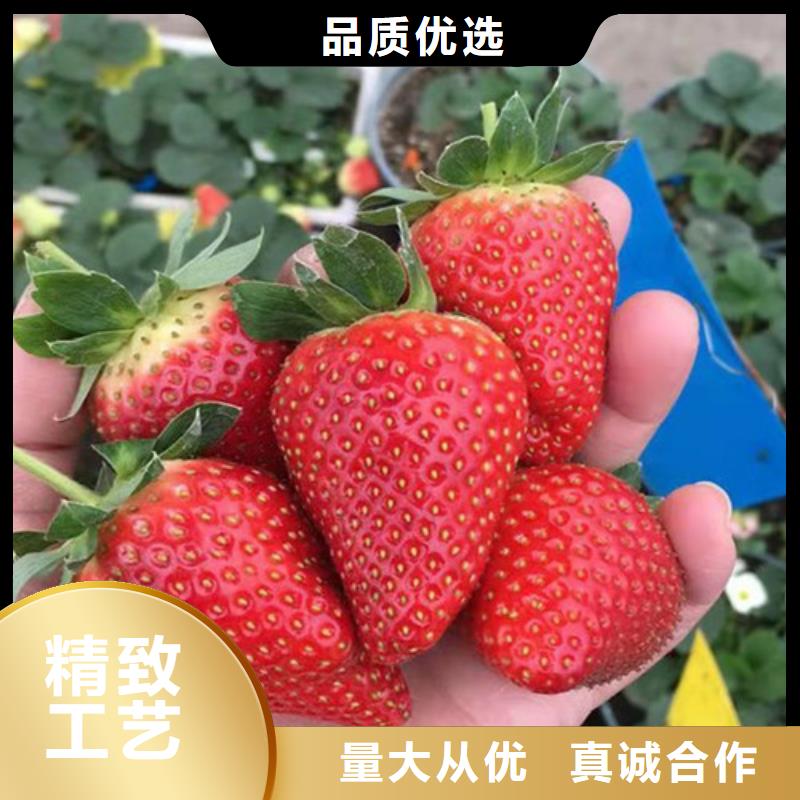 梨树苗视频-陕西省铜川市|王益|宜君|汉中|宝鸡|商洛|榆林|咸阳|延安梨树苗-兴业