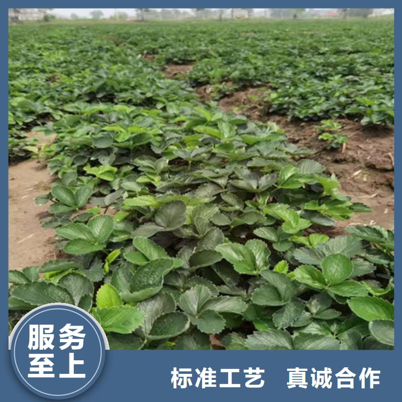 草莓苗葡萄苗品质服务