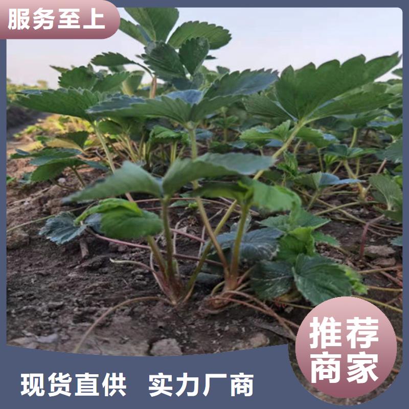 草莓苗梨树苗品质卓越