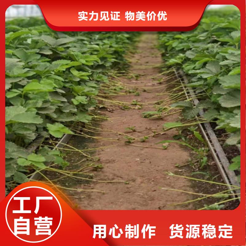 草莓苗-嘎啦苹果苗经久耐用