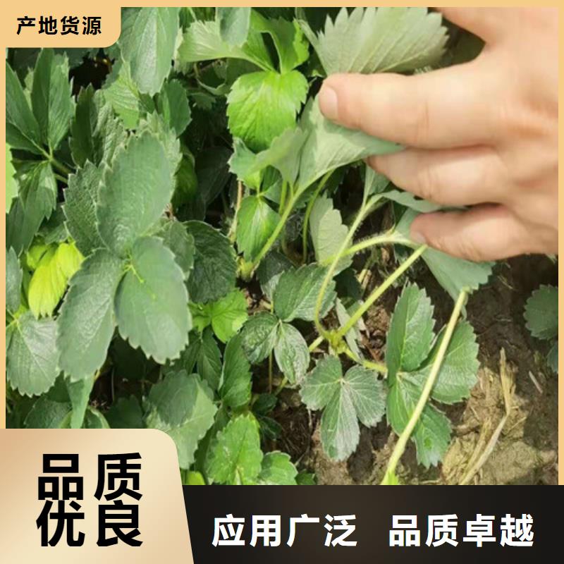 草莓苗棠梨苗品质保障价格合理