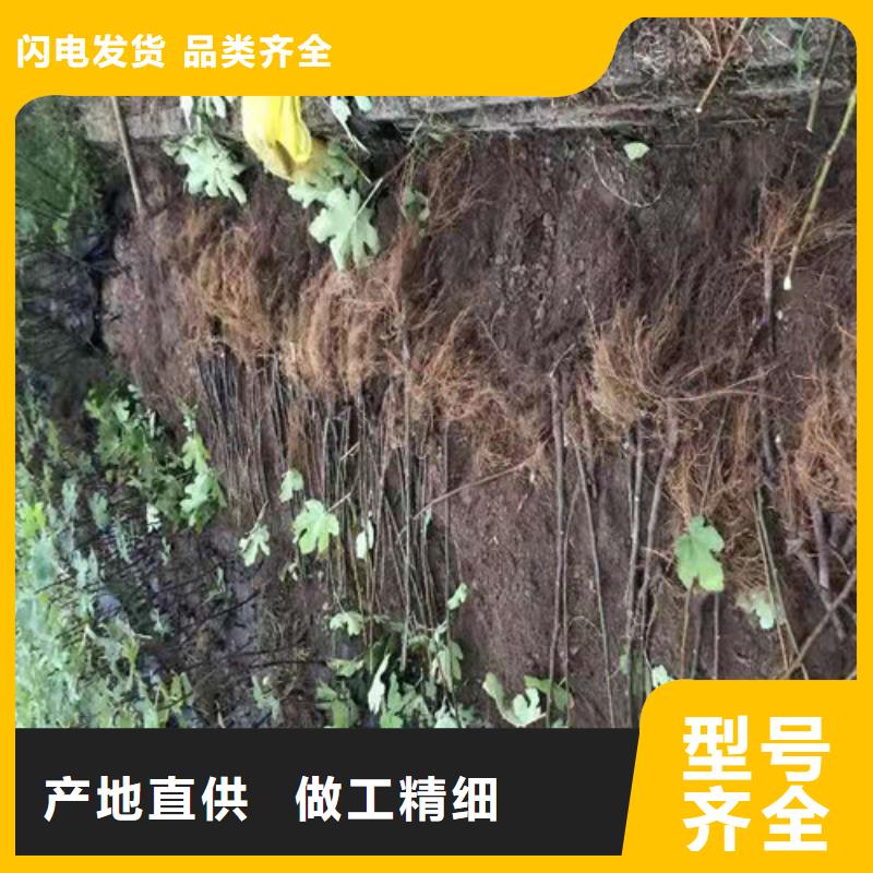 无花果香椿树苗诚信商家