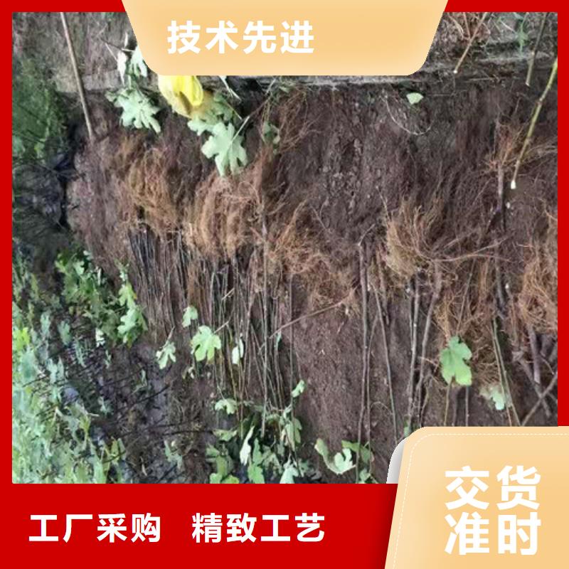 无花果西瓜苗当日价格