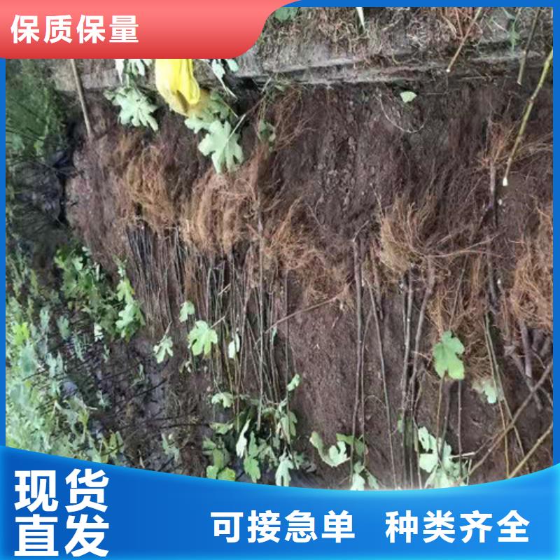 无花果辣椒苗24小时下单发货