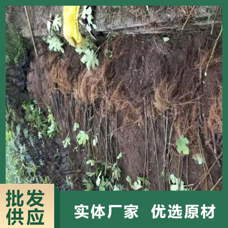 梨树苗视频-安徽省宿州市兴业梨树苗可服务区域灵璧|埇桥|六安|宣城|安庆|芜湖等