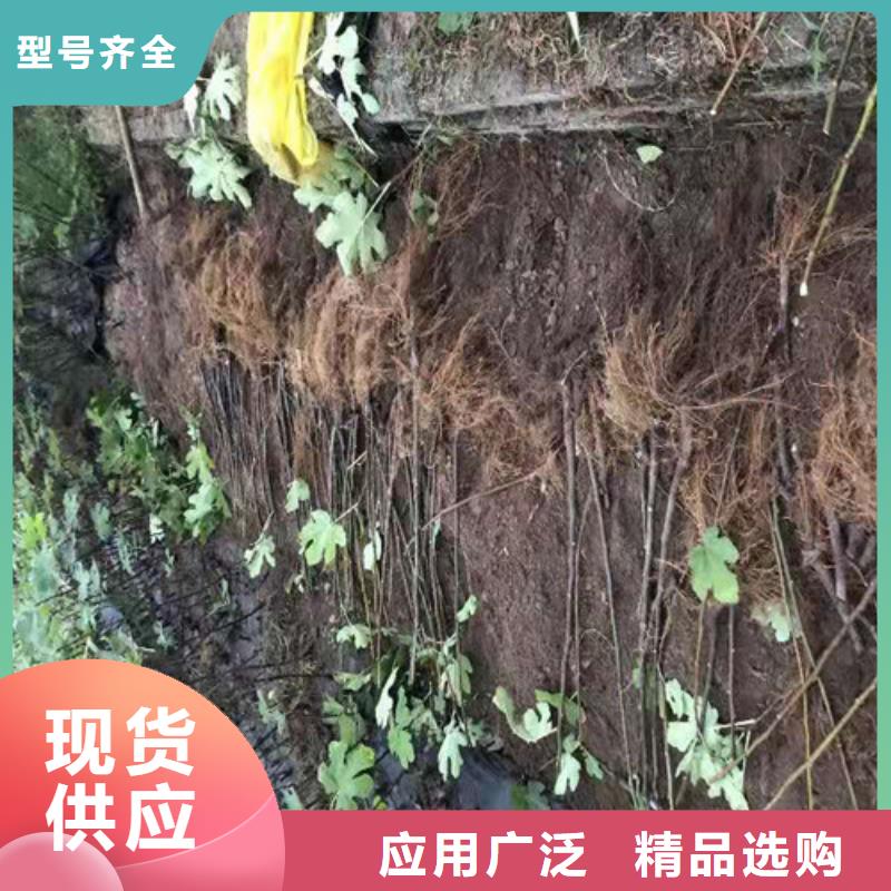 梨树苗视频-梨树苗_西藏林芝市市场覆盖察隅|墨脱|那曲|昌都|山南|阿里|日喀则|拉萨等