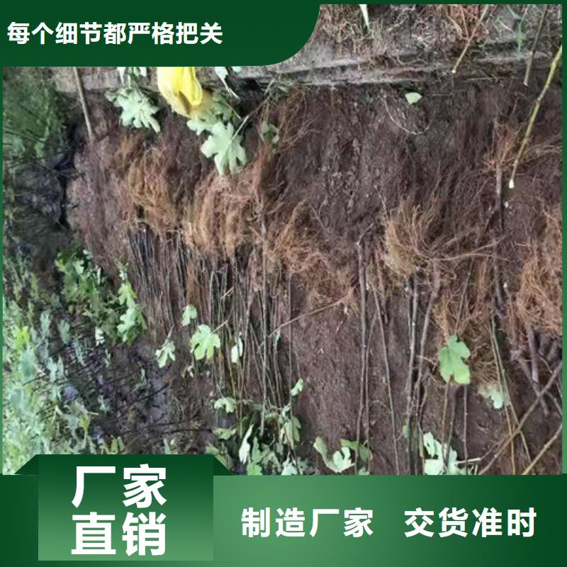 无花果,【薄壳板栗苗】从源头保证品质-市场覆盖|埇桥|萧县|蚌埠|黄山|宣城|滁州|安庆-诚信商务网