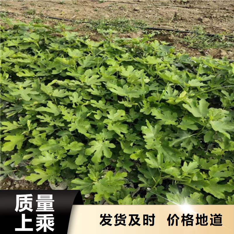 无花果苹果苗生产厂家