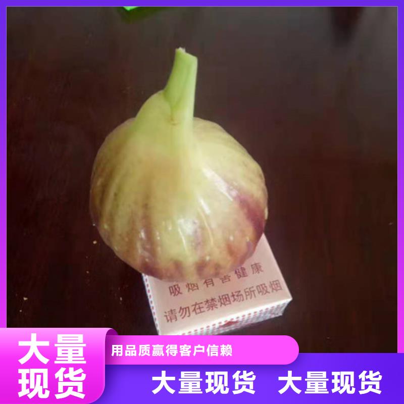 无花果西瓜苗当日价格