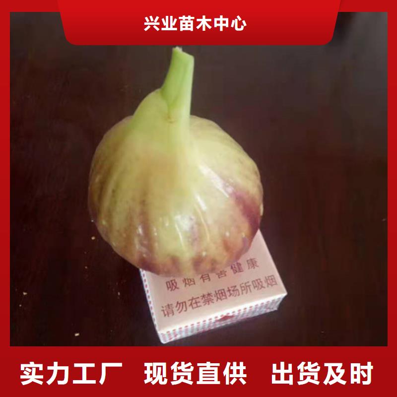 无花果玉露香梨苗支持批发零售