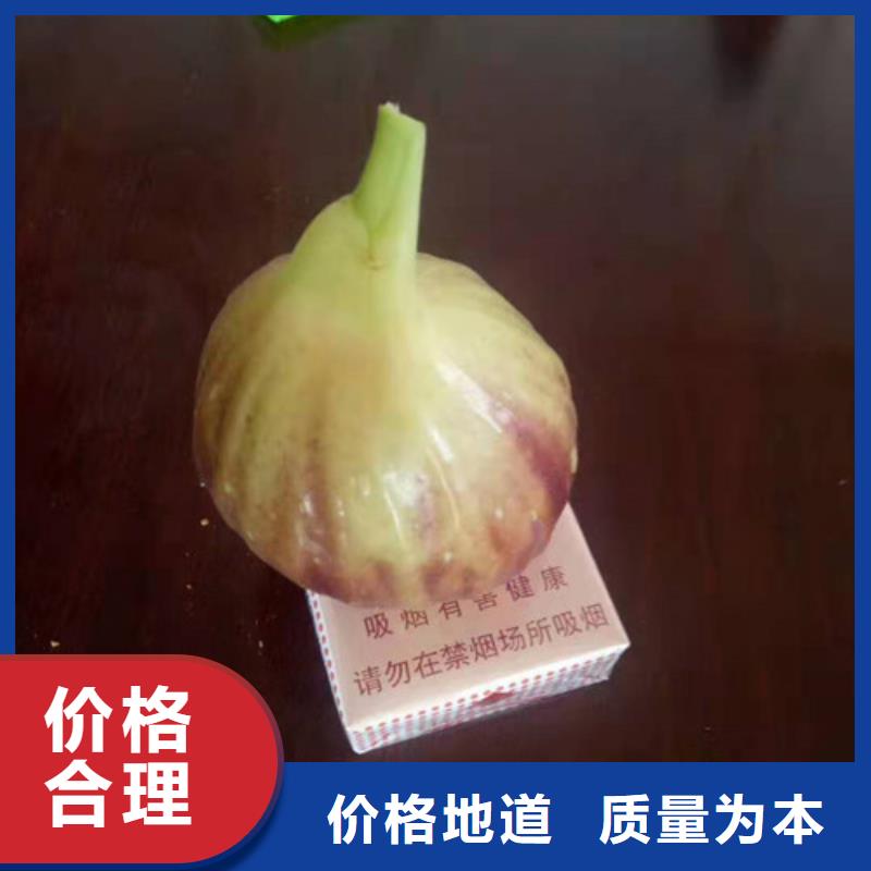 无花果,红耔山楂苗性价比高