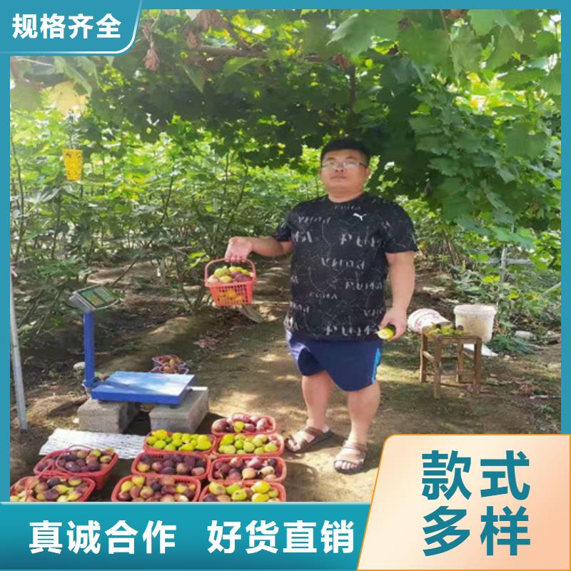 无花果辣椒苗24小时下单发货