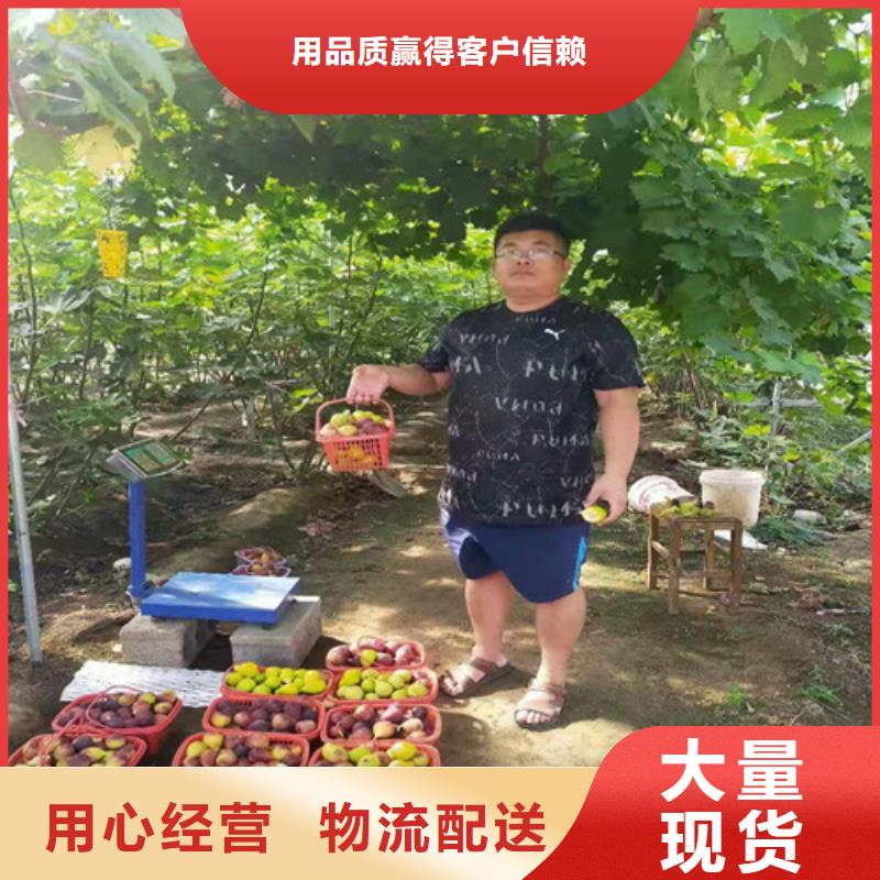 无花果西瓜苗当日价格