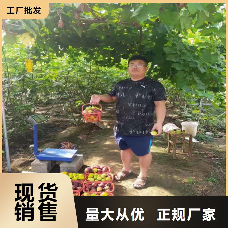 无花果苹果苗生产厂家