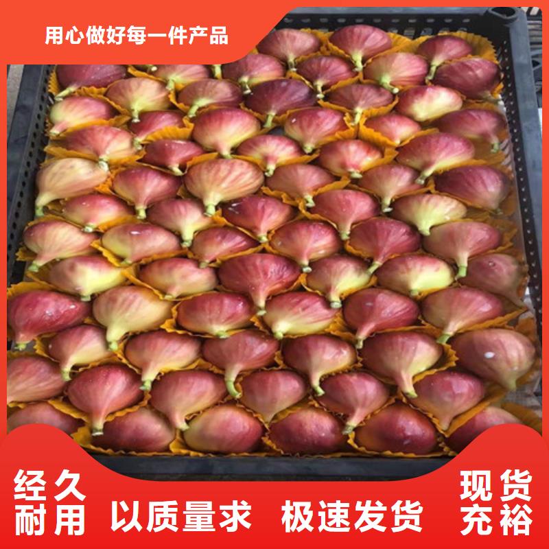 无花果金银花树苗按需定制