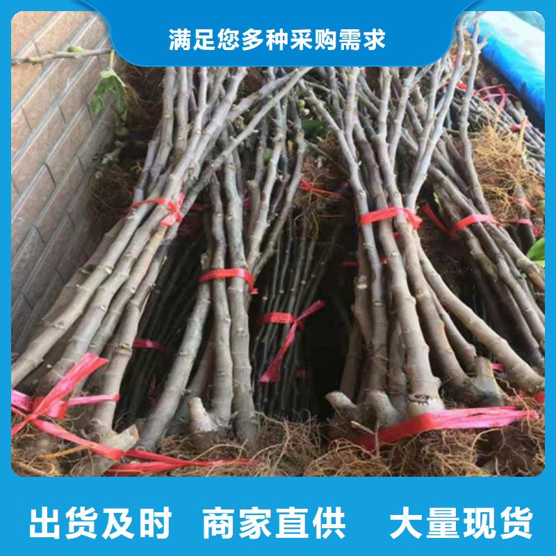 梨树苗视频-梨树苗_西藏林芝市市场覆盖察隅|墨脱|那曲|昌都|山南|阿里|日喀则|拉萨等