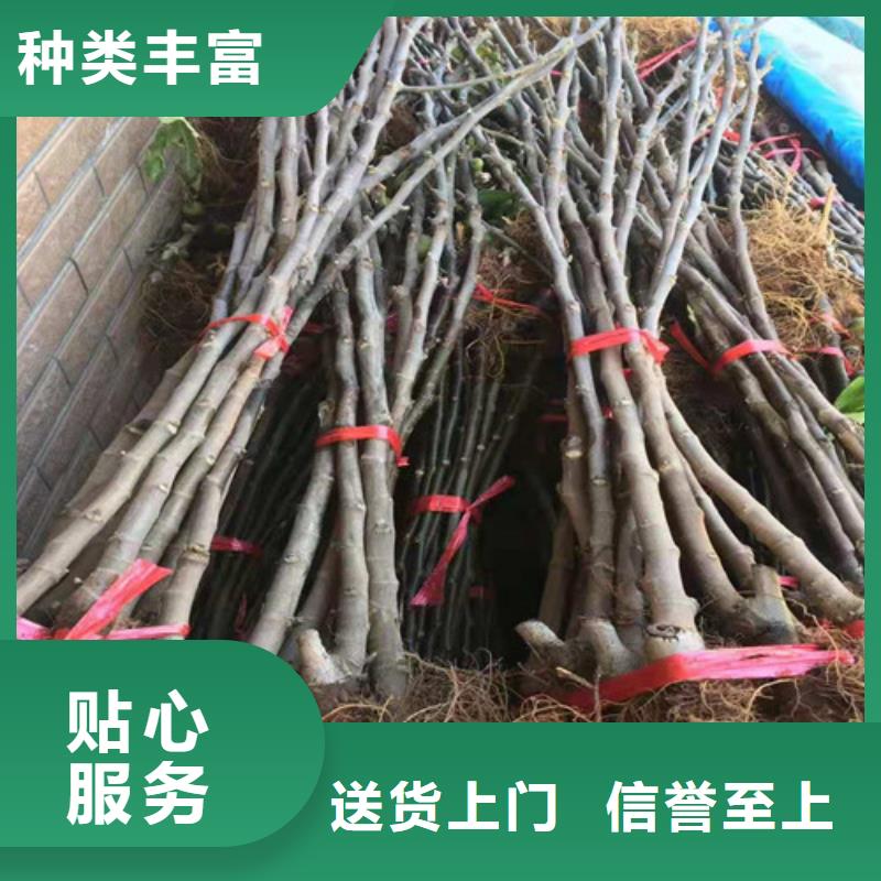 无花果西瓜苗当日价格